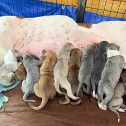 Blue  brindle all white chest - Brindle female Great Dane puppy in Greenville, South Carolina from Allen’s Ridge Ranch