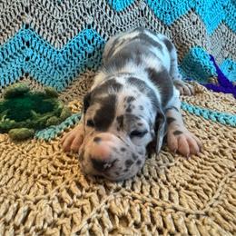 Independence - Harlequin female Great Dane puppy in Rosharon, Texas from Parker's Great Danes