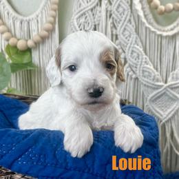 Louie - Parti male Goldendoodle puppy in Jonesboro, Arkansas from Honeysuckle Creek Goldendoodles