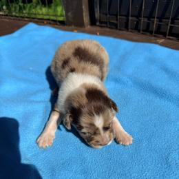 Mars - Red merle male Australian Shepherd puppy in Yelm, Washington from Country Rose Australian Shepherds