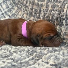 Pearl - Red female Redbone Coonhound puppy in Mount Pleasant, Texas from Harmons Hounds