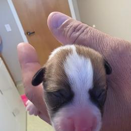 Pecan - Sable female Pembroke Welsh Corgi puppy in Atascadero, California from California Corgis and Kunes