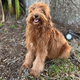 Lucy - Labradoodle