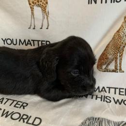 Girl 1 - Black female Dachshund puppy in Vinton, Iowa from Lerch Family Dachshunds