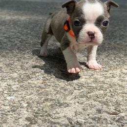 Lenox - Blue male Boston Terrier puppy in Conyers, Georgia from Dixe Hill Dogs