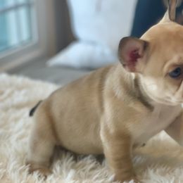 Boy 5 - French Bulldog puppy in Gardnerville, Nevada from Our House French Bulldogs