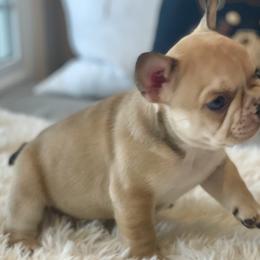 Boy 5 - French Bulldog puppy in Gardnerville, Nevada from Our House French Bulldogs