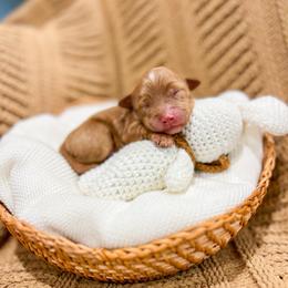 Cypress - Red  male Goldendoodle puppy in Sulphur, Louisiana from Curly Q’s Of Carlyss