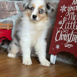 BMM4 - Blue merle male Australian Shepherd puppy in Chehalis, Washington from Wandering Acres Ranch
