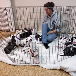 Great Dane Puppies from Danu Danes