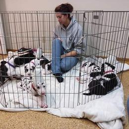 Great Dane Puppies from Danu Danes