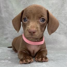Female 1 - Chocolate female Dachshund puppy in Birmingham, Alabama from LongBottomDachshunds
