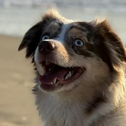 Miniature Australian Shepherds from Puddlestrueminiaussies