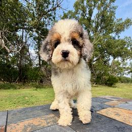 Mini Blue Merle Tri Girl- Lil' Harper - Blue merle female Bernedoodle puppy in Sioux Falls, South Dakota from WhiskeyCreek Doodles