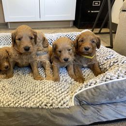Maple Girl 1 - Red  female Goldendoodle puppy in Sugarcreek, Ohio from True Hearted Doodles