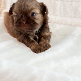 Shih Tzu Puppies from Purse Pup Shih Tzus