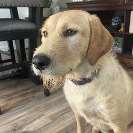 Cleo - Labradoodle