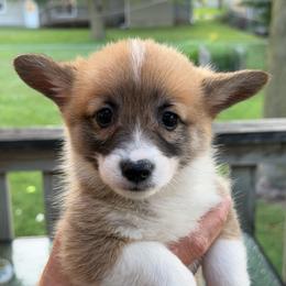 Girl 3 - Sable female Pembroke Welsh Corgi puppy in Nevada, Iowa from Rogers AKC Corgis of Iowa.