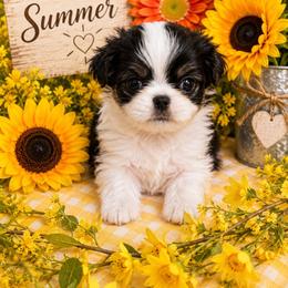 Black Tan Boy (green) - Black tan and white male Japanese Chin puppy in Tulsa, Oklahoma from Locust Creek Pugs & Japanese Chin's