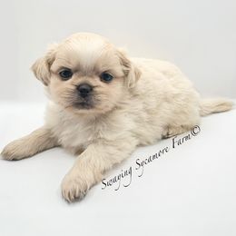 Cream Male - Gold male Shih Tzu puppy in Crawfordsville, Indiana from Swaying Sycamore Farm