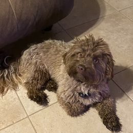 Coco - Havanese