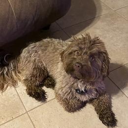 Coco - Havanese
