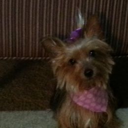 Yorkshire Terriers from Rodogkennel LLC