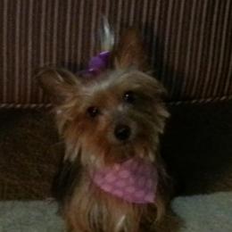 Yorkshire Terriers from Rodogkennel LLC