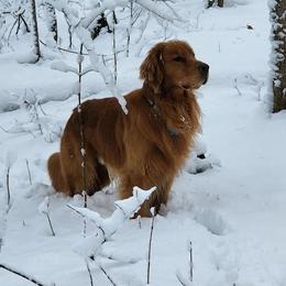 Golden Retrievers from Millstones Golden