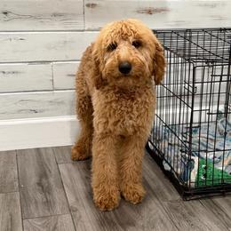 Green - Red  male Goldendoodle puppy in Bakersfield, California from Lavish Doodles