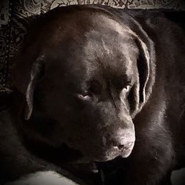 Big - Labrador Retriever