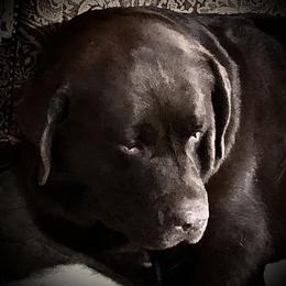 Big - Labrador Retriever