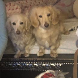 Bernedoodle and Dachshund Puppies from Heavenly Heritage Dachshunds and Doods