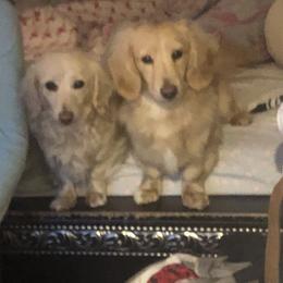Bernedoodle and Dachshund Puppies from Heavenly Heritage Dachshunds and Doods