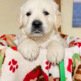 Golden Retriever Puppies from Red Prairie Retrievers