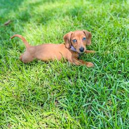 Dachshund Puppies from Lee’s Legendary Lines