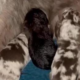 Cupid - Red tri-color male Australian Shepherd puppy in Piedmont, Oklahoma from HeartDriven Aussies