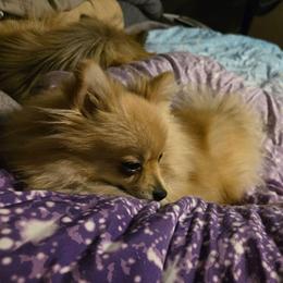 Piper - Pomeranian