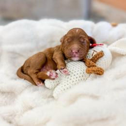 Sharky - Red  male Goldendoodle puppy in Sulphur, Louisiana from Curly Q’s Of Carlyss