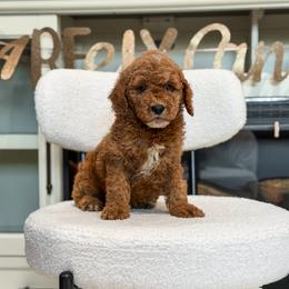 Brown Collar boy - Apricot male Goldendoodle puppy in Spokane, Washington from Dream Doodles in Spokane WA