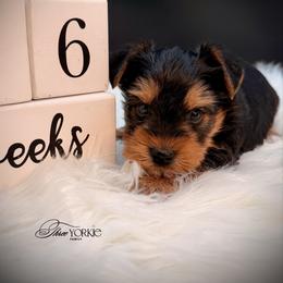 Boy 1 standard - Black and tan male Yorkshire Terrier puppy in Machesney Park, Illinois from Three Yorkie Family