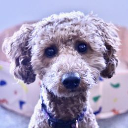 Zo Zo - Poodle