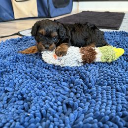 Cavapoo Puppies from Hales Wagging Tails