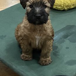 Soft Coated Wheaten Terrier Puppies from Stratford Wheatens