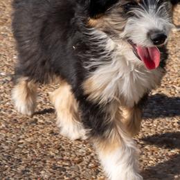 Kirby - Black tri male Miniature American Shepherd puppy in Crowley, Texas from Nelson's Aussies and Aussiedoodles