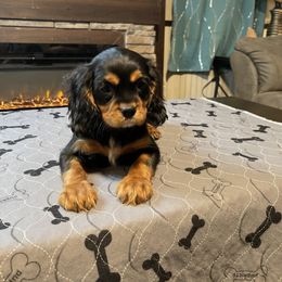 Cavalier King Charles Spaniel Puppies from Kimberlys Cavalier Palace
