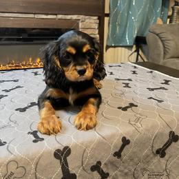 Cavalier King Charles Spaniel Puppies from Kimberlys Cavalier Palace
