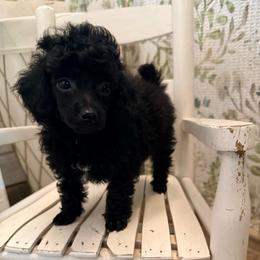 Andrew - Black male Poodle puppy in Dardanelle, Arkansas from Country Acre Poodles