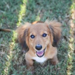 Dachshund Puppies from TG Dachshunds