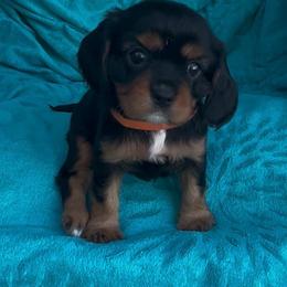 Butters (Sassi) AKC - Black and tan female Cavalier King Charles Spaniel puppy in Fairmount, Indiana from Dream Maker Cavaliers